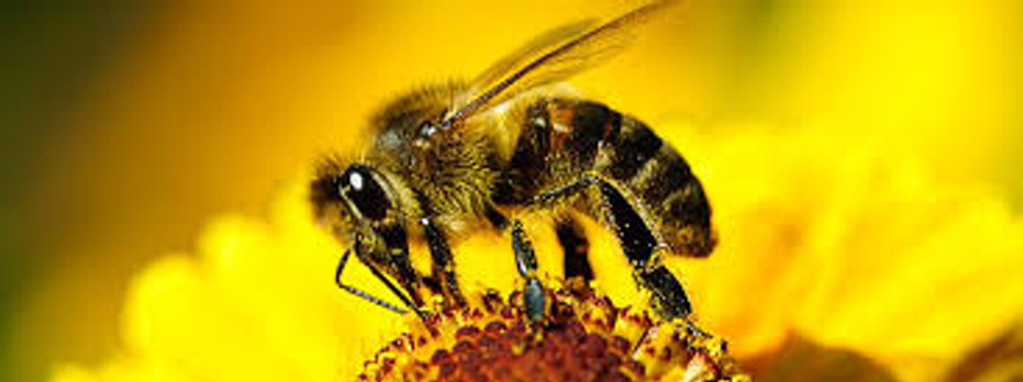 Bienenprodukte